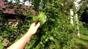 УСЛОВНО - КОЛОННОВИДНАЯ СЛИВА! Тонкости летней обрезки!  Формируем крону