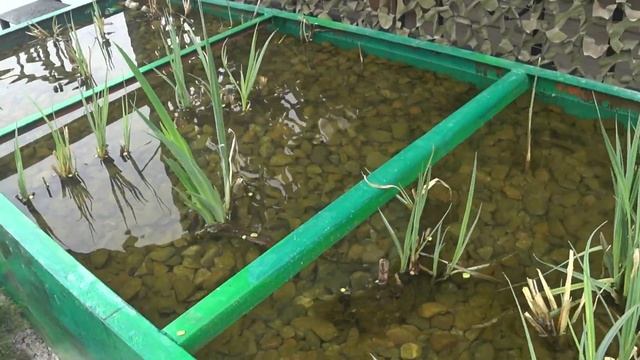 Биоплато или биологический фильтр для пруда. смотреть онлайн