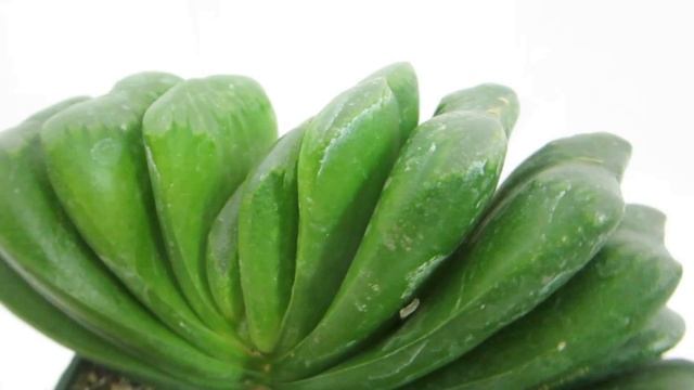 Haworthia truncata cv. Lime Green смотреть онлайн