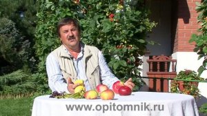 Вертикальный способ выращивания клубники