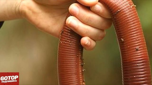 GOTOP САМЫЕ БОЛЬШИЕ ЖИВОТНЫЕ В МИРЕ смотреть онлайн