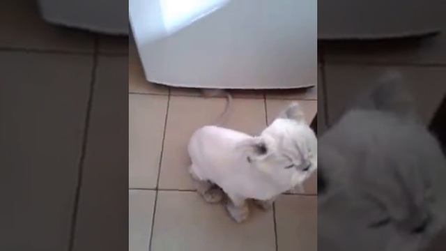 Стриженный персидский кот - как выглядит