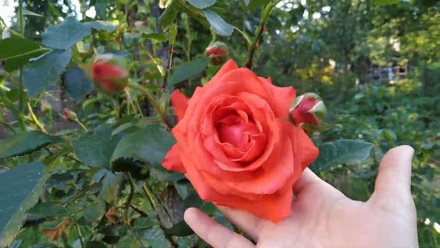 Salita rose 2019 june Kyiv part 1 смотреть онлайн