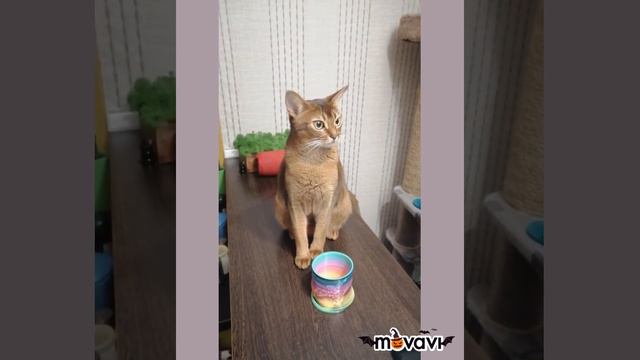 Абиссинская кошка ворует беруши🤪 смотреть онлайн