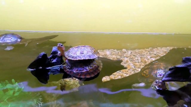 Музыка для обретения гармонии души и тела. В здоровом теле, здоровый дух. смотреть онлайн