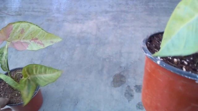 || DIFFERENCE BETWEEN SYNGONIUM MILK CONFETTI & CONFETTI || смотреть онлайн