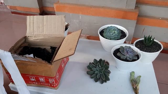 Sukulen IMPORT | Echeveria "Fantastic Fountain" | Unboxing lagi??? Jangan bosan ya смотреть онлайн