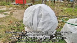 Голубика для Сибири: лучшие сорта