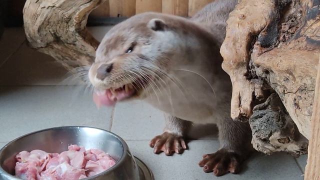 У Выдры Гарика хороший аппетит 😋😋Парк Миниатюр смотреть онлайн