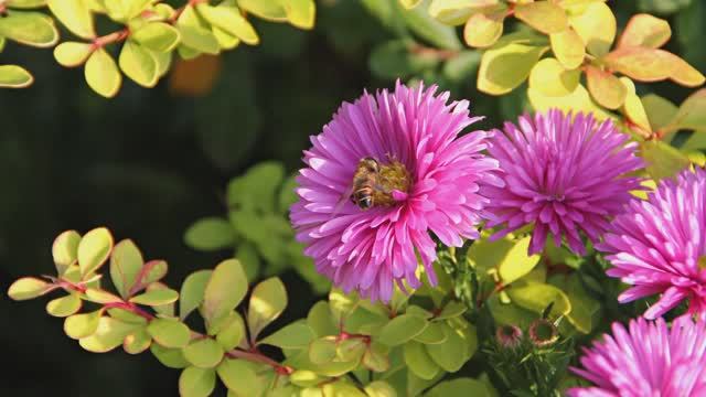 Отцвели уж давно хризантемы в саду....mp4 смотреть онлайн