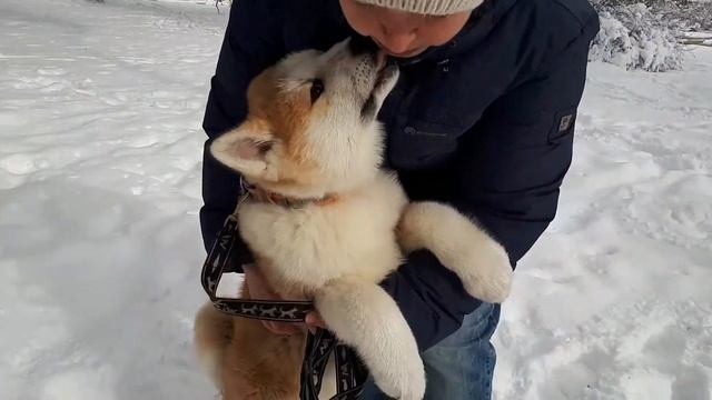 БАЯ, щенок Акита Ину, 3,5 месяца (свободна) смотреть онлайн