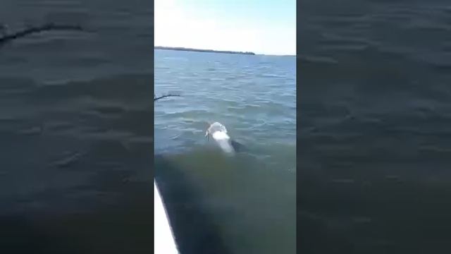 Battle of the Sea Monster смотреть онлайн