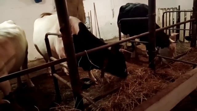 Вечер с коровами?Кормление телят с нуля?Как перевести телят на зцм?♀️Деренский лайфхак? смотреть онлайн