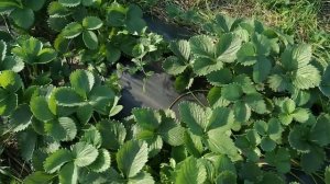 Клубника ? сорт Брайтон 21 день сбора 25.06.2021года