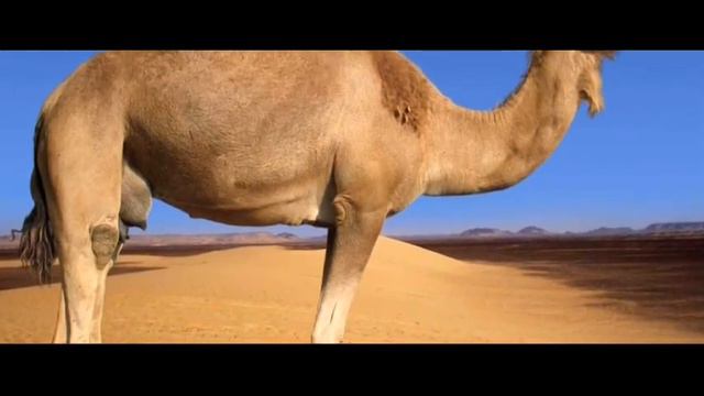 Эдир Жэгуур -2023. Бальжинимаева Эржена смотреть онлайн