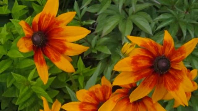 4 Цветочное лето Сибири.wmv смотреть онлайн