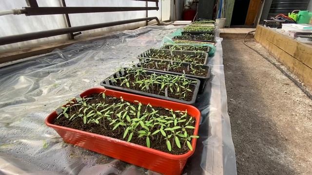 Когда и как сеять перец на рассаду? Школа продвинутого садовода смотреть онлайн