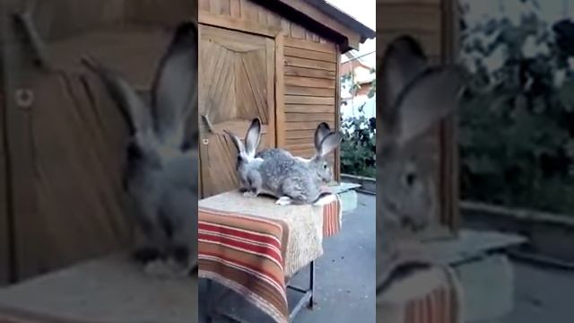 Кролики немецкий Ризен шиншиловый смотреть онлайн