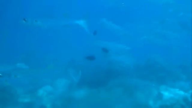 Maldives - дайвинг с Китовыми акулами (Whale shark) смотреть онлайн