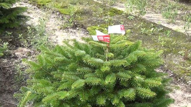 11139 Пихта Нордмана в горшке 0.60 - 0.80 м смотреть онлайн