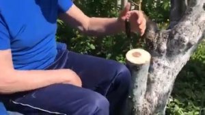 Как привить черенки яблони. Часть 1.