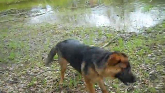 Купаем Дару монастырскую собаку. смотреть онлайн