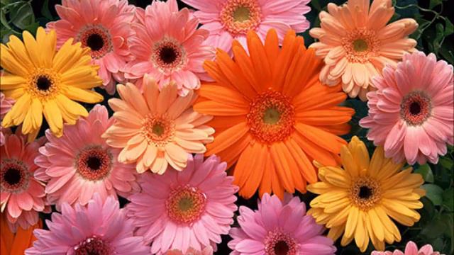 ДЛЯ ЛЮДМИЛЫ ХРИСТЕНКО В ДЕНЬ РОЖДЕНИЯ смотреть онлайн