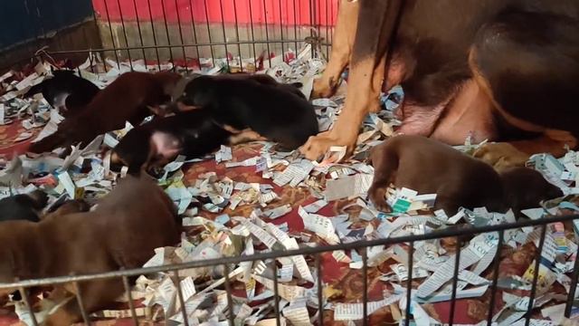 European Doberman open for booking puppy home breeding 9650976118 смотреть онлайн