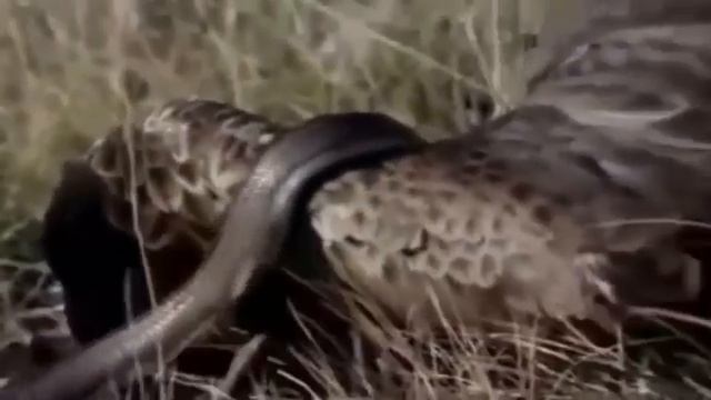 Самое удивительное нападения диких зверей гигантская АНАКОНДА нападает, Лев против гигантской анако смотреть онлайн