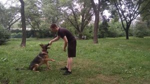 Немецкая овчарка команда Испанский Шаг| Дрессировка немецкой овчарки | Как дрессировать собаку