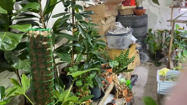 Филодендроны: в каком грунте они у меня растут. смотреть онлайн