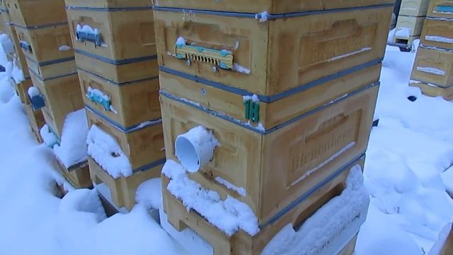 в одном отводке много осыпавшего за зиму клеща Варроа - хочу произвести обработку от клеща смотреть онлайн