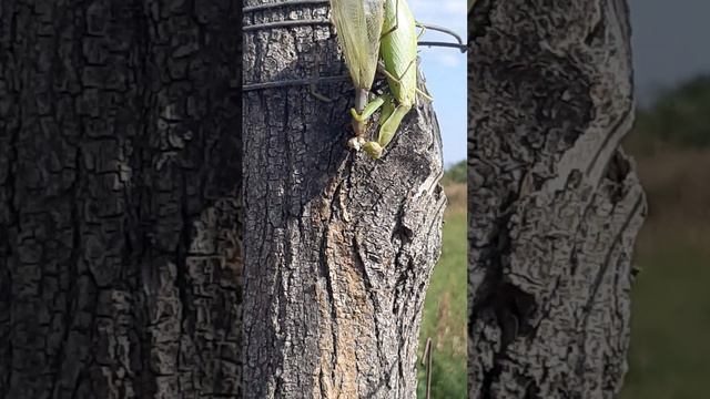 самка богомола ест голову самца. смотреть онлайн