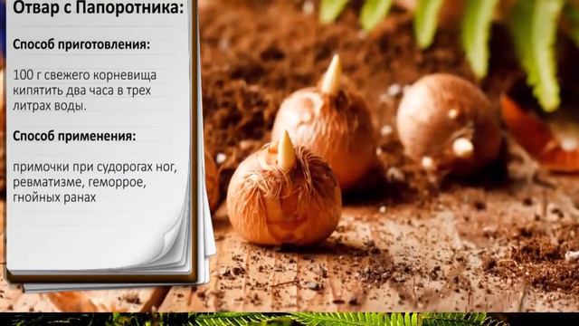 папоротник .какой он!? смотреть онлайн