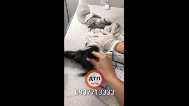 Вольт жив и стабилен, неврология проходит, радоваться рано но то что видим уже очень хорошо, анализ смотреть онлайн