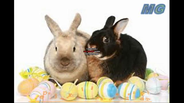 Самые Милые Кролики ч10