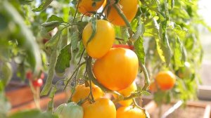 Большой, вкусный и полезный томат Желтая Империя от Пртнер.