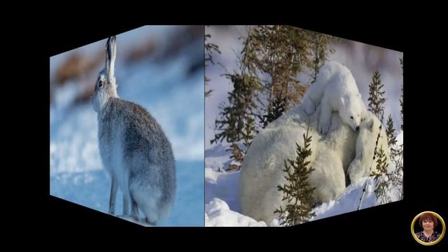 ДИКИЕ ЖИВОТНЫЕ ЗИМОЙ В ЛЕСУ смотреть онлайн