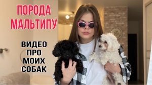 Порода Мальтипу. Видео про моих собак ?