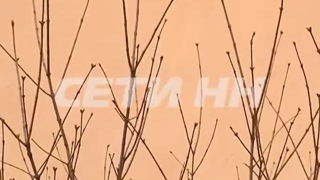 Почки на вербе и сирень набухли в середине февраля смотреть онлайн