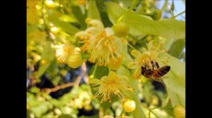 Лиственные деревья. Обучающее видео.