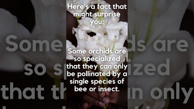 Orchid Wonders: Nature's Exclusive Relationships with Pollinators 🌸🐝 #bee #facts #plants смотреть онлайн
