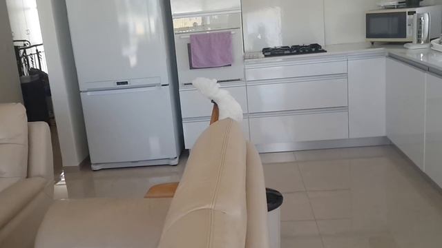 какаду ходит в туалет смотреть онлайн