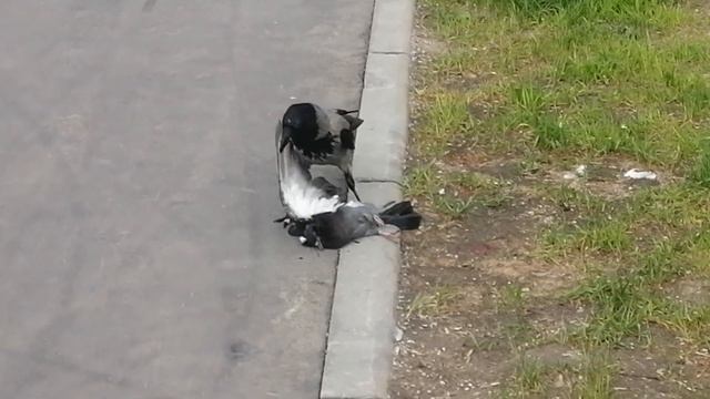 Вороны - это хищники? Иногда да / Are Crows Predators? Occasionally Yes! Pigeon Hunt