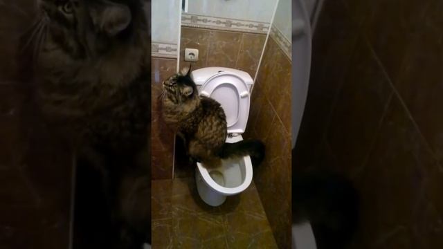 Кот мейн- кун ходит по- умному в туалет. смотреть онлайн