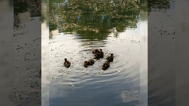 День уставший. Автор стихов Инна Якуш. Поэзия стихи для души. Депрессия. смотреть онлайн