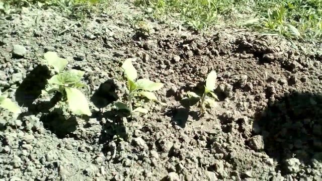 Подсолнух сорт Лакомка. Месяц после посадки. 19.05 смотреть онлайн