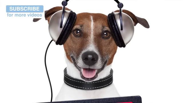 The Sleepy Song for You and Your Dog to Enjoy Together! смотреть онлайн