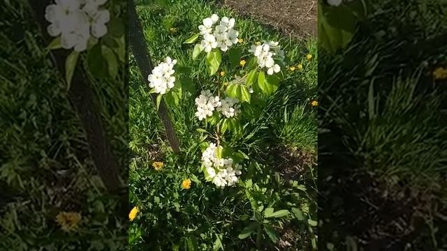 Карликовые сорта. Цветение. смотреть онлайн