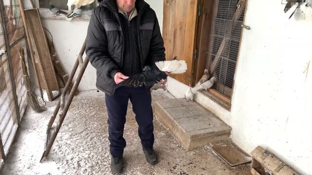 Обзор голубей Савенкова Алексея п.Волжский смотреть онлайн